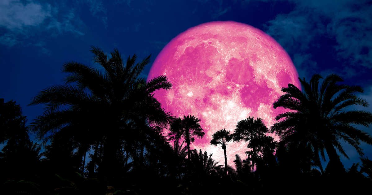 Spyder_Webb's tweet photo. @AlanStern @NewHorizons2015 @LowellObs Just to clarify to those who are expecting a rose coloured moon: A #PinkMoon is NOT actually pink in colour!
Early Native Americans named it for coinciding with seasonal pink flowers at #SpringEquinox
It’s also called #SproutingGrassMoon or #EggMoon in other parts of the world https://t.co/B0IAi2Nht8