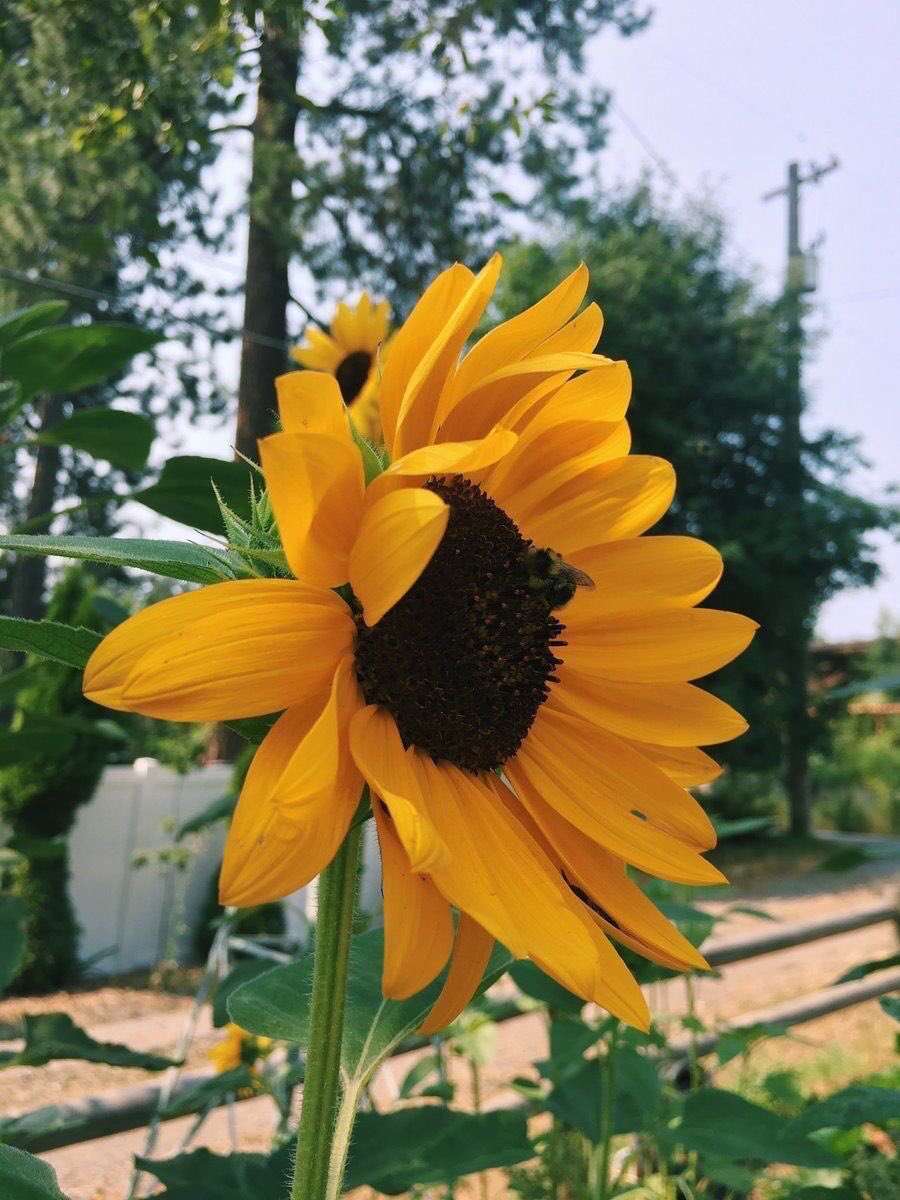 sunflowerlust's tweet photo. wherever life plants you bloom with grace https://t.co/WSWbPIY7hm