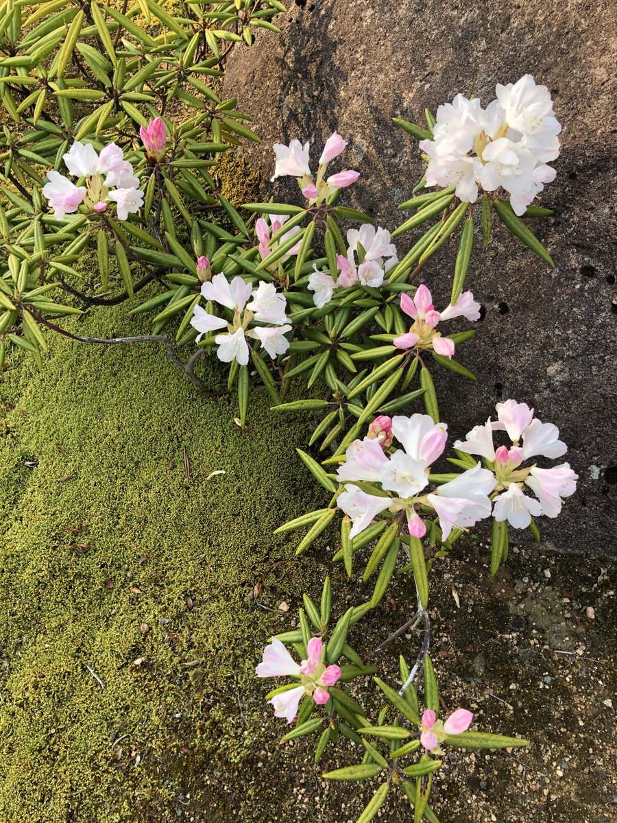 teves8282's tweet photo. 庭の花 https://t.co/GKOeXbzzdr