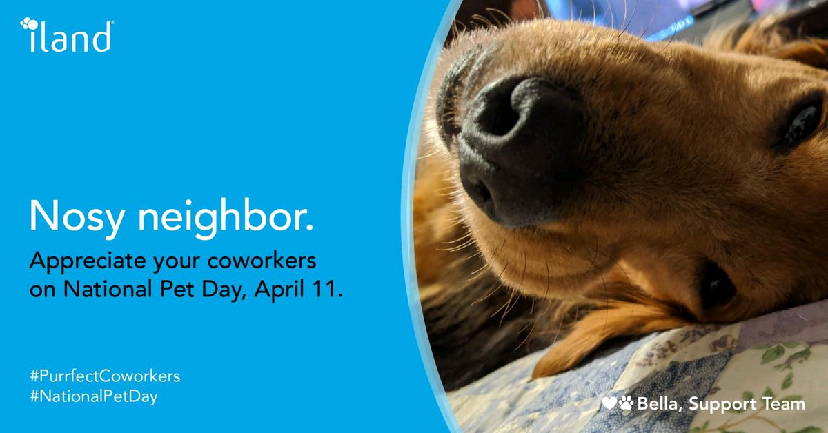gdduhon2's tweet photo. Hug those nosy co-workers on National Pet Day.

#ilandlife #iland2020 #globalcloudsupport https://t.co/zr4c1VSDkY