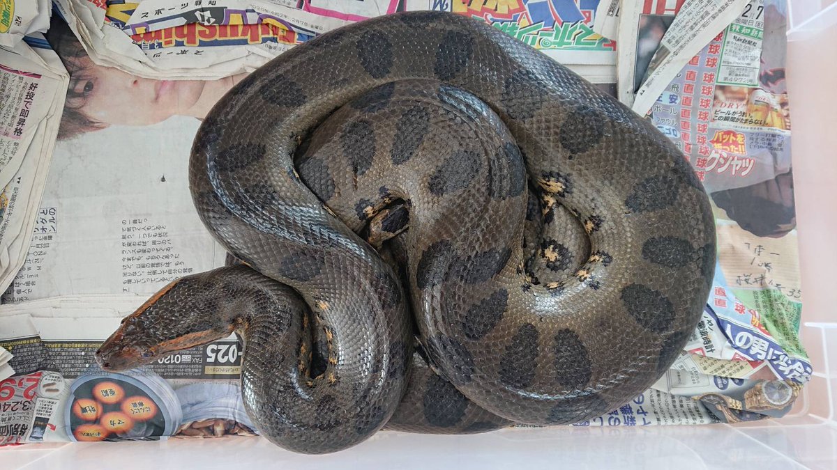 オオアナコンダ