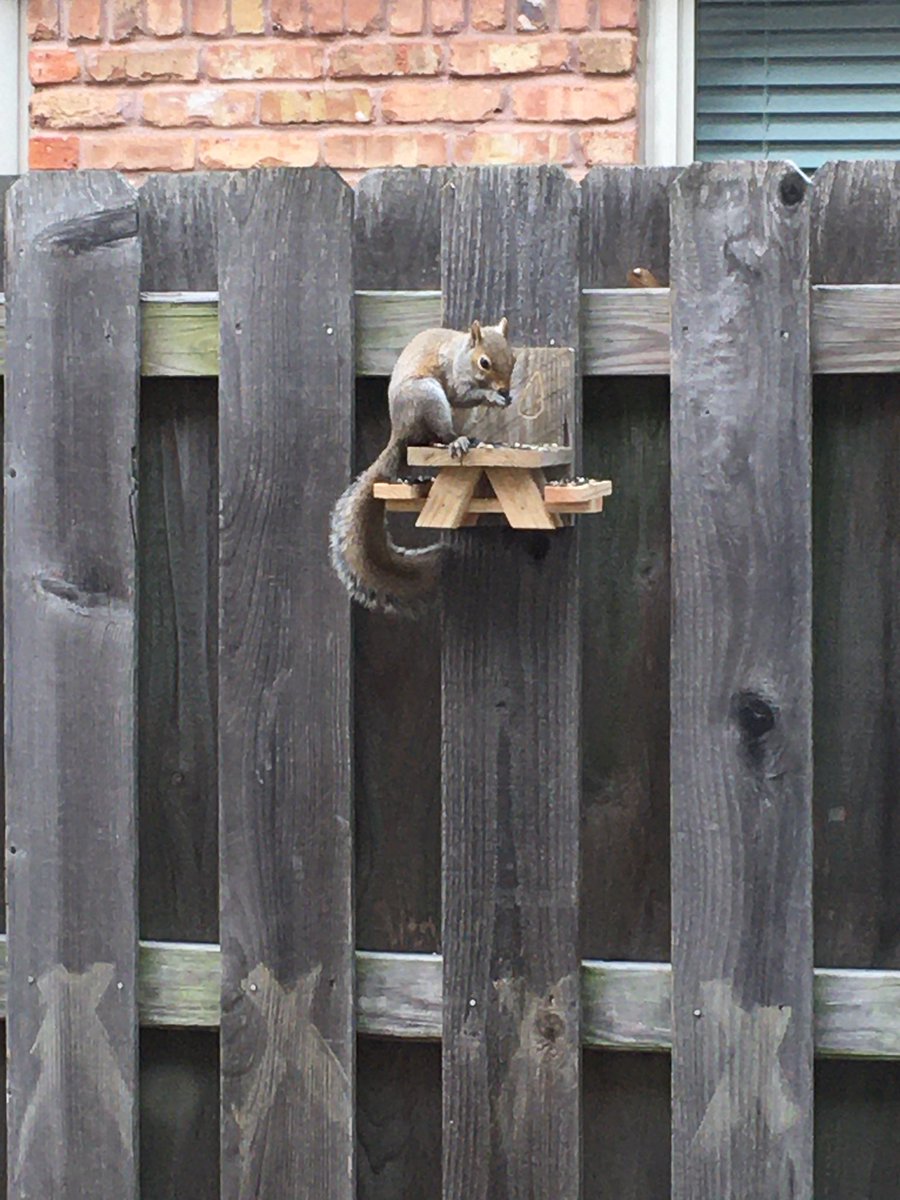 KBYip's tweet photo. Squirrel is ON the #squirreltable
Design modification for next time: make bench sit further from table edge. Squirrel booty needs space. https://t.co/RToKyh7uYI