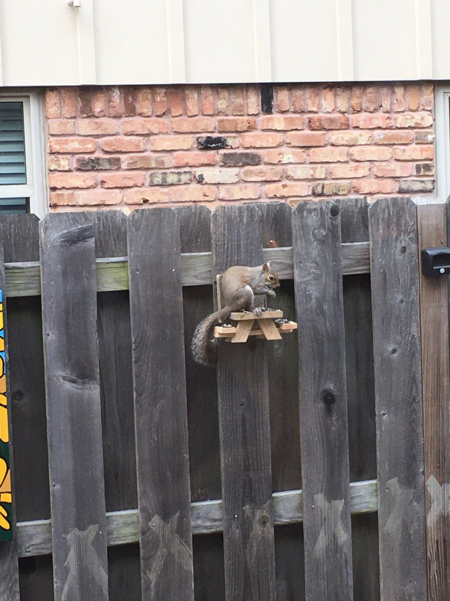 KBYip's tweet photo. Squirrel is ON the #squirreltable
Design modification for next time: make bench sit further from table edge. Squirrel booty needs space. https://t.co/RToKyh7uYI