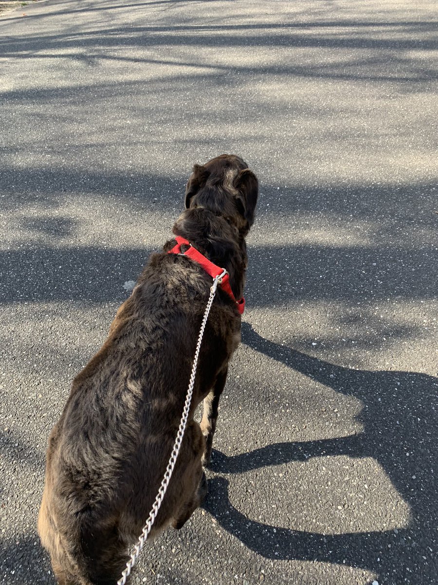 Getting some fresh air and exercise after a long day of looking at a computer screen. Love my Eleanor!!