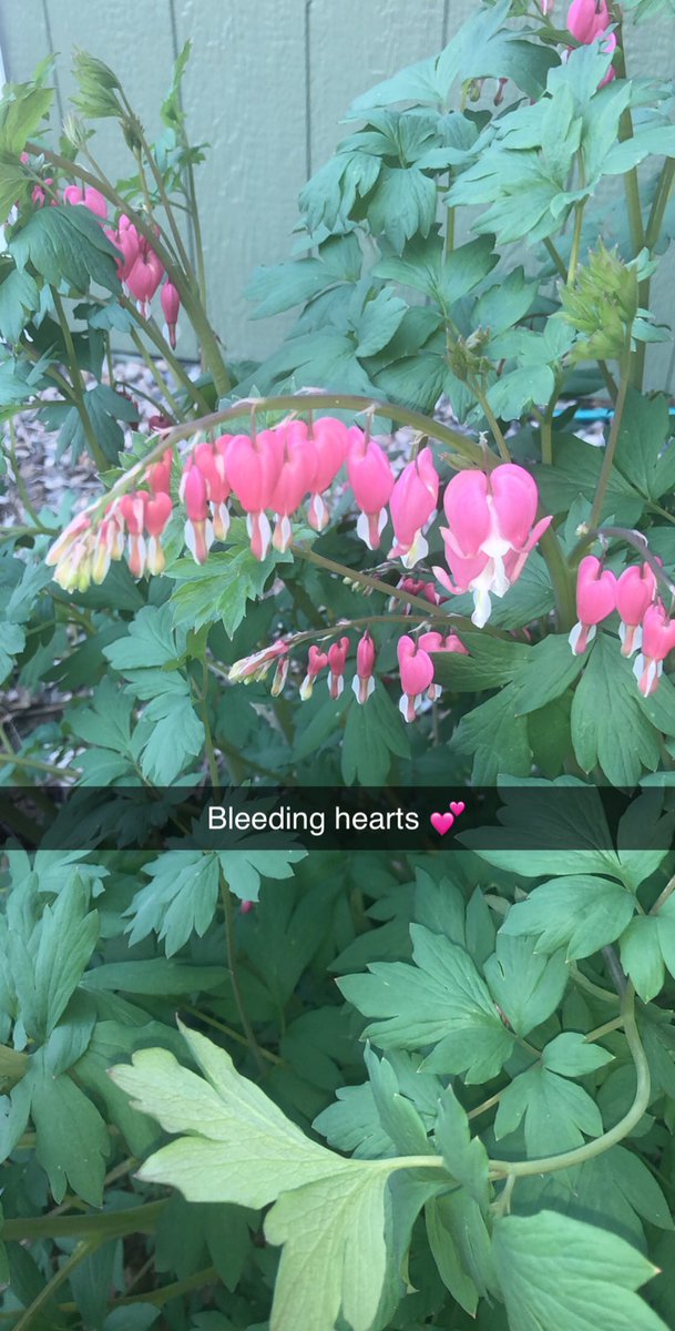 booksnobsue's tweet photo. My spring pride and joy.
#BleedingHearts #FlowerSnob #MichiganBulb https://t.co/uTGi6ayKch