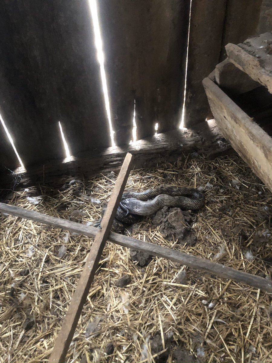 RebeccaMoore29's tweet photo. This was our day today...went to the barn to get the eggs,,and this is what I found. https://t.co/zRxFBc25iX