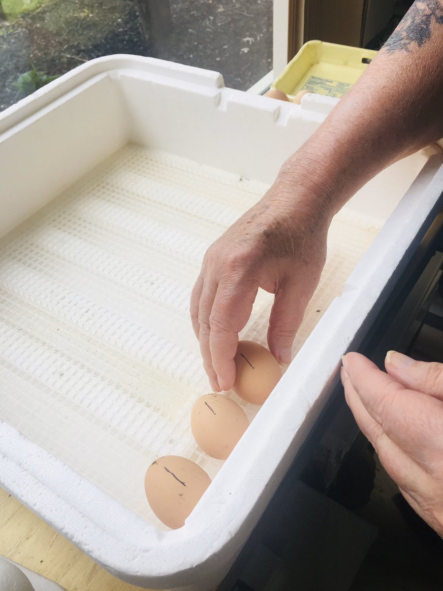 THVCpride's tweet photo. The THVC craft shop is now doubling as a hatchery! Our veterans will be looking after 18 incubating eggs for the next few weeks. Our hatch date is April 28th! We will keep you posted ❤️🐣🇺🇸 #THVCpride #CareNotCovid #TogetherKy #TeamKentucky https://t.co/TqPsIIm0h6