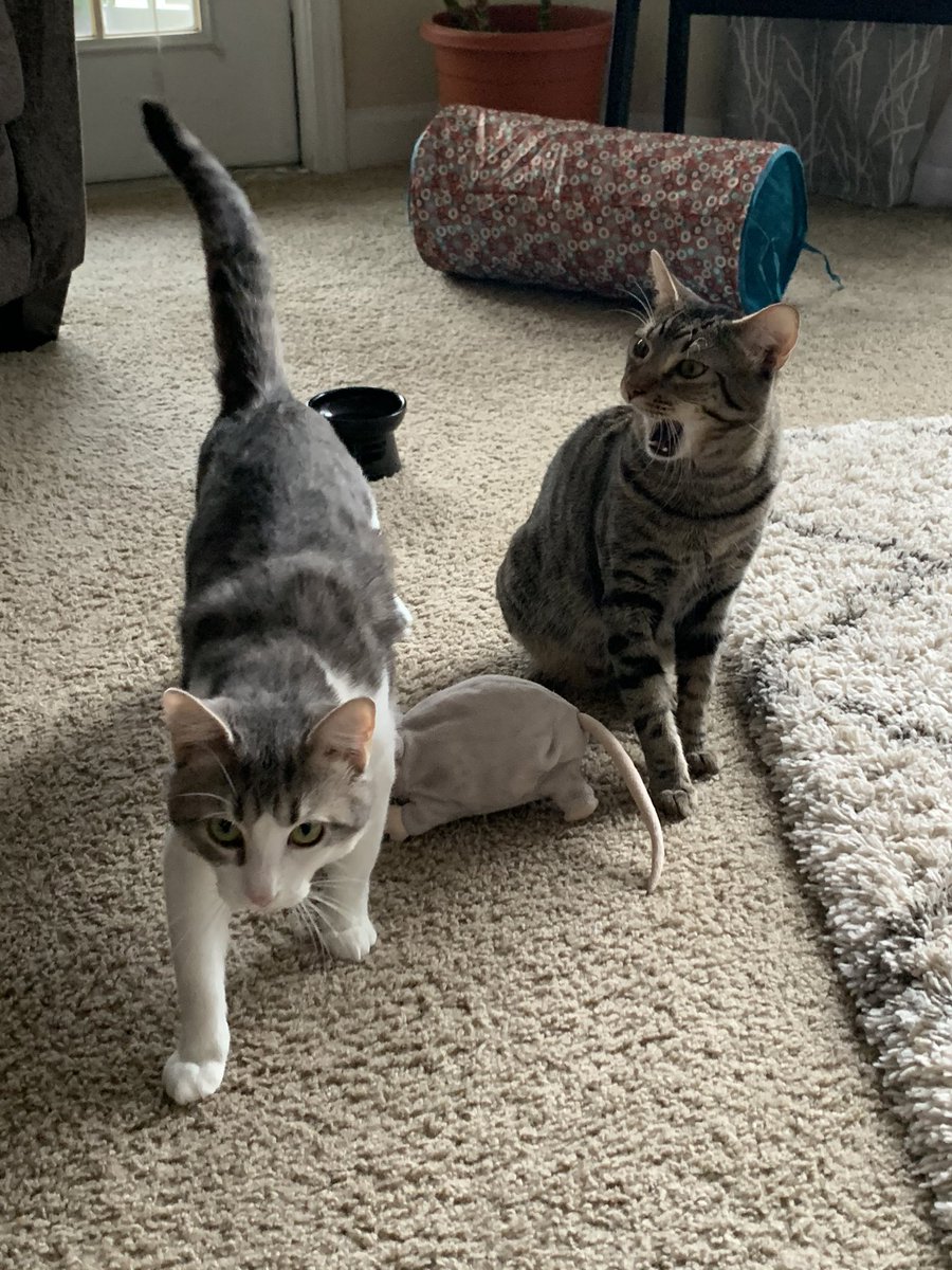 KingDavid318's tweet photo. @Avalanche My wife and I adopted these cute little guys to keep us company- Meet Dr. Lemmy Kilmister (white) and Professor Mikko Rantanen (grey)! They don’t know that they’re Avs fans just yet 😜 #AvsSpiritWeek #GoAvsGo #AvsFam #Catalanche https://t.co/MtLKDbHhw0