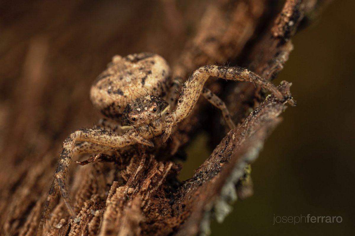 Tiny crab spider just trying to chill under some bark on the ground.
