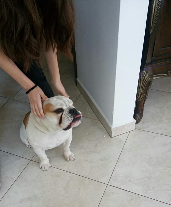 Compilation de las mejores fotos de perritos que he cuidado porque LOS EXTRAÑO