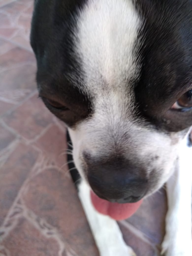 Compilation de las mejores fotos de perritos que he cuidado porque LOS EXTRAÑO