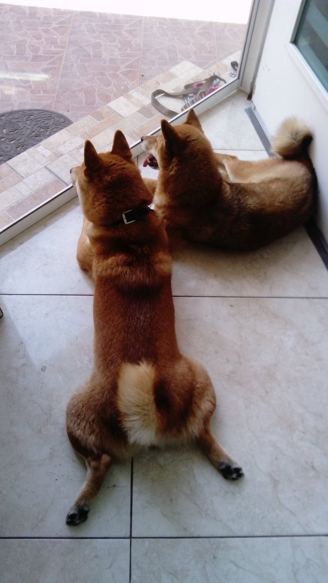Compilation de las mejores fotos de perritos que he cuidado porque LOS EXTRAÑO