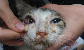 remevet's tweet photo. Bordetella bronchiseptica (Bb) es una bacteria gramnegativa que coloniza las vías respiratorias de los mamíferos. Es uno de los agentes patógenos más importantes de los gatos domésticos, sobre todo en condiciones de gran densidad de población.
Vía: Clínica veterinaria Neko. https://t.co/EpMa37d6hm