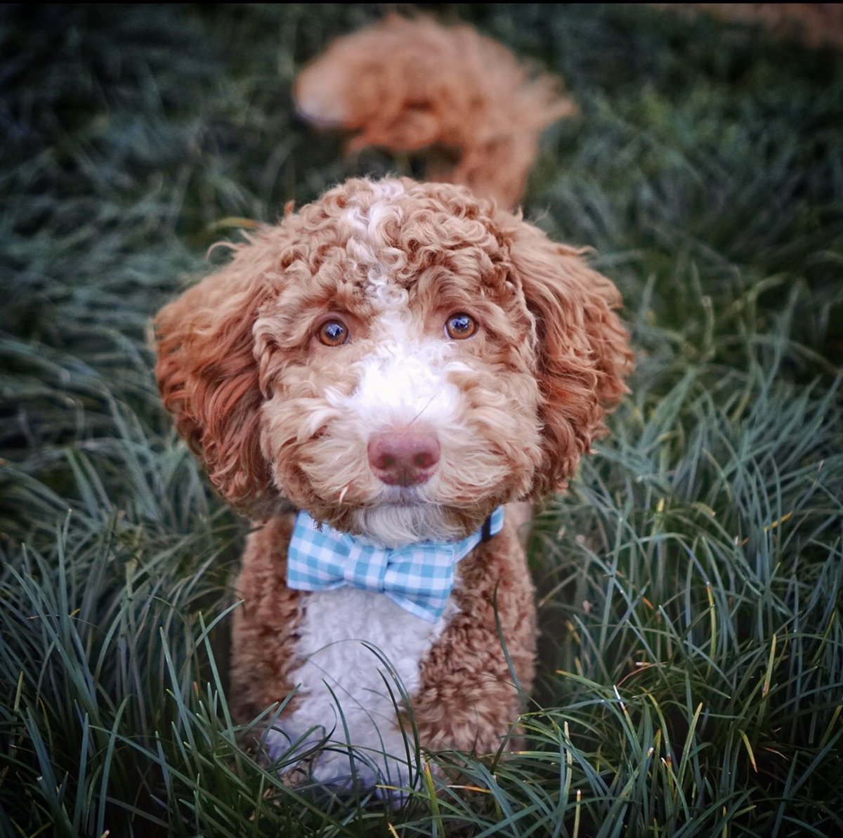 Indythedoodle's tweet photo. Is the Easter Bunny still coming? 🐰🥚

https://t.co/9r3uc1R7Bk

@Chewy @Adorably @dog_rates @mydogiscutest 
@Petco @PetSmart @dogs https://t.co/BeVkwrHqNo