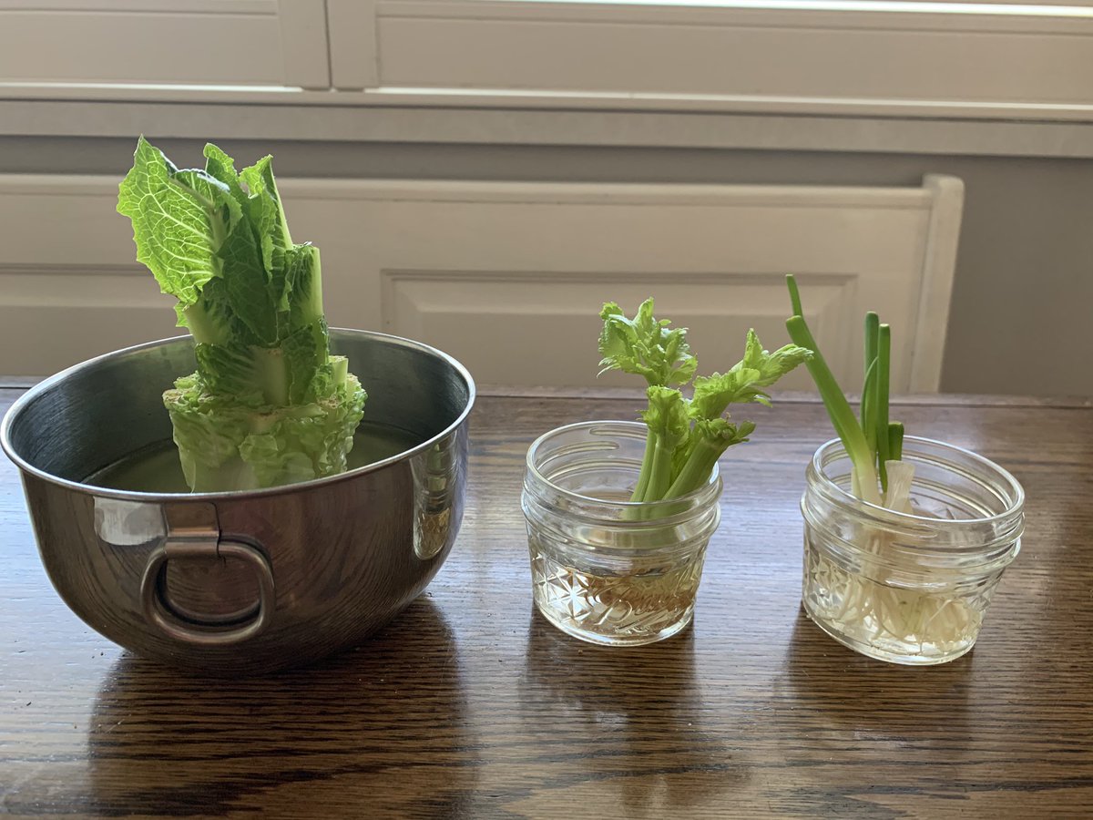 MrsNewell22's tweet photo. Need an at home project that touches on science &amp; math? Grow a “garbage garden”! We’re successfully growing romaine, celery &amp; scallions which were leftover from dinner. Kids are measuring &amp; drawing growth everyday &amp; super excited to plant them soon! 🥬 https://t.co/B99lPbiS99