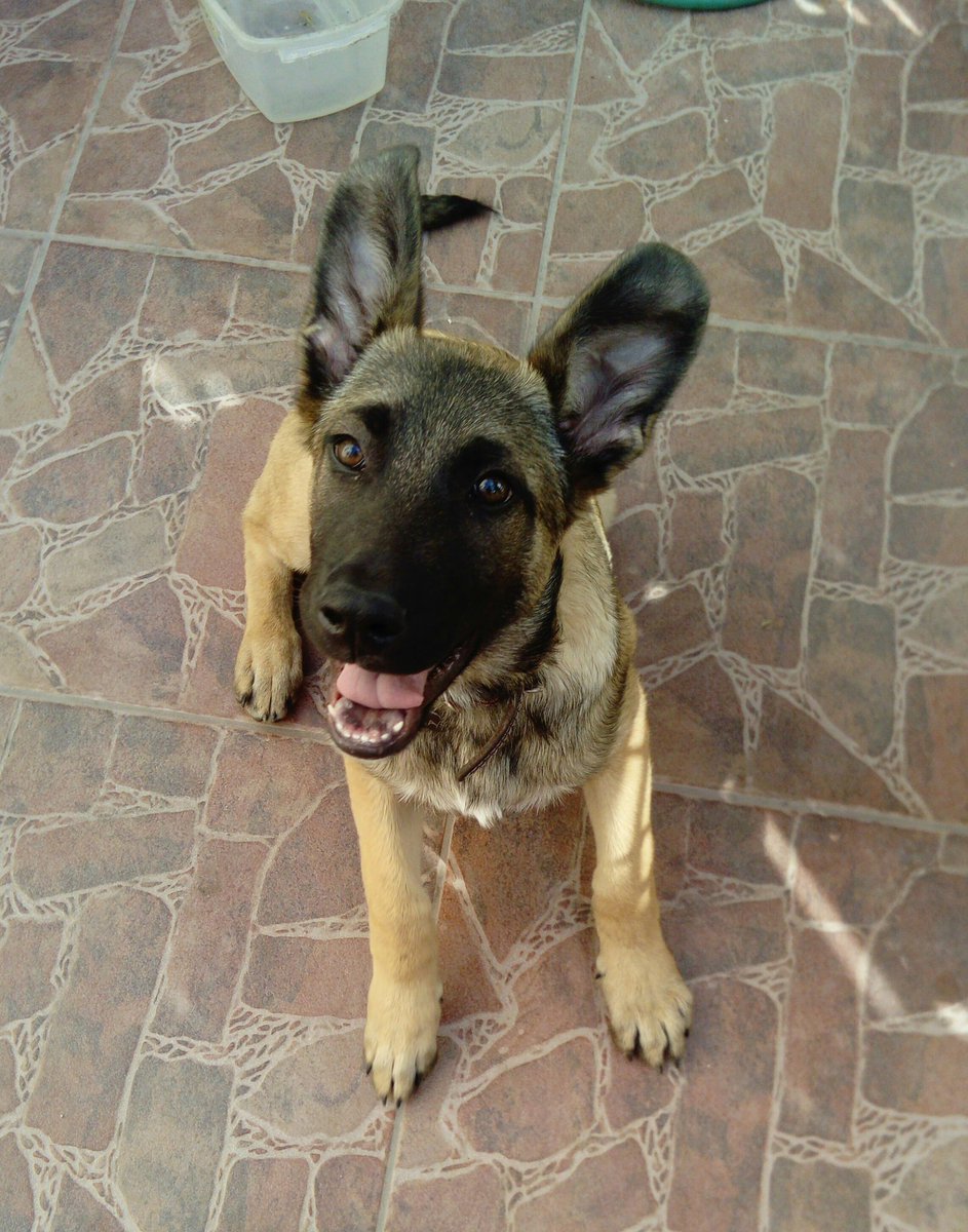 Compilation de las mejores fotos de perritos que he cuidado porque LOS EXTRAÑO