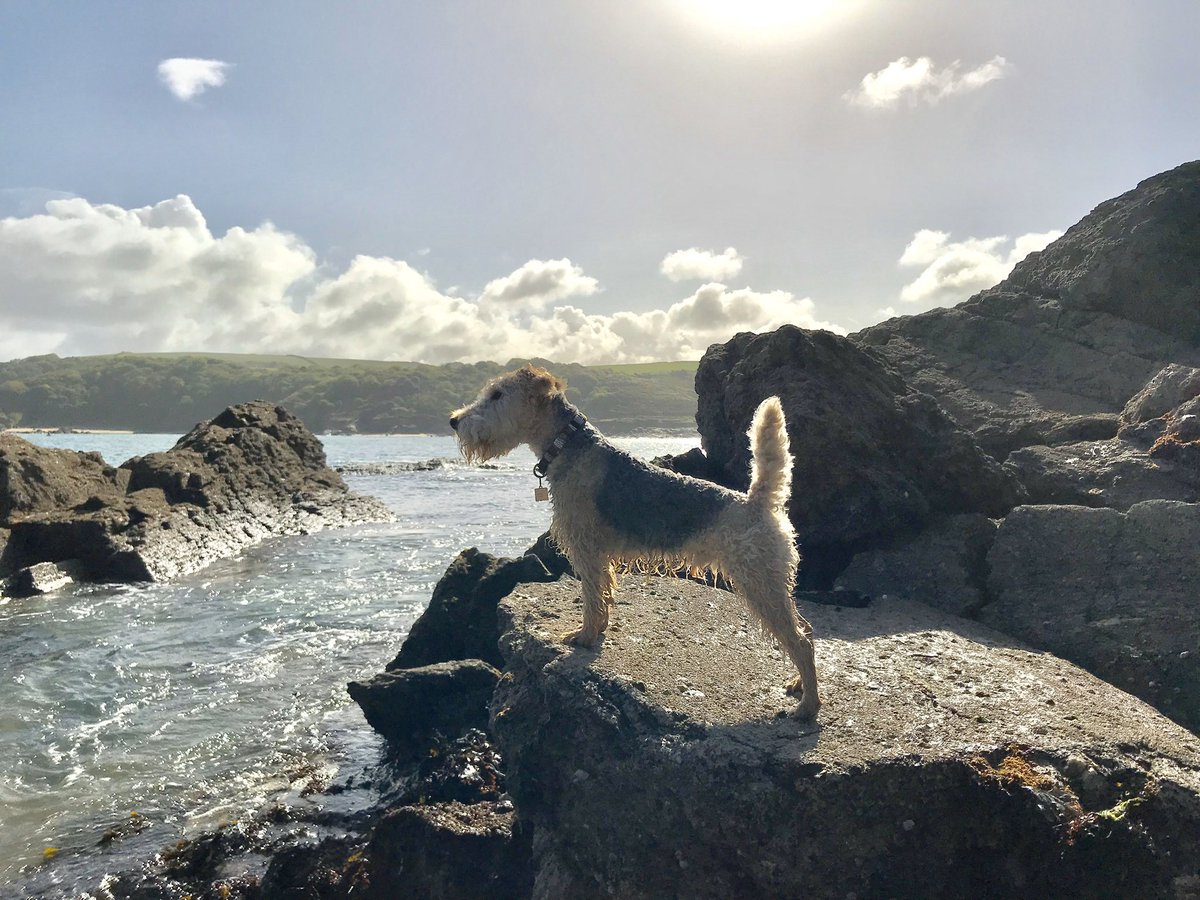 bertie_lakeland's tweet photo. Just remembering holidays by the sea ..... night night everyone sleep well 💖💖💖 https://t.co/20bzTimLpi