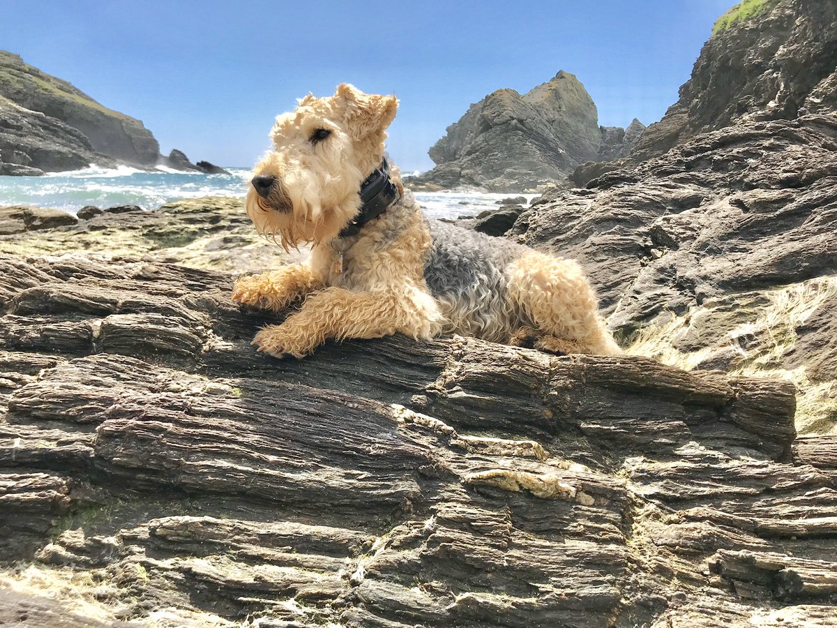 bertie_lakeland's tweet photo. Just remembering holidays by the sea ..... night night everyone sleep well 💖💖💖 https://t.co/20bzTimLpi