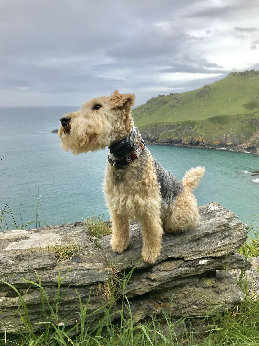 bertie_lakeland's tweet photo. Just remembering holidays by the sea ..... night night everyone sleep well 💖💖💖 https://t.co/20bzTimLpi