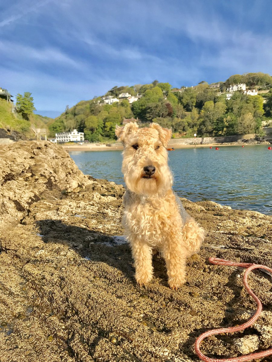 bertie_lakeland's tweet photo. Just remembering holidays by the sea ..... night night everyone sleep well 💖💖💖 https://t.co/20bzTimLpi