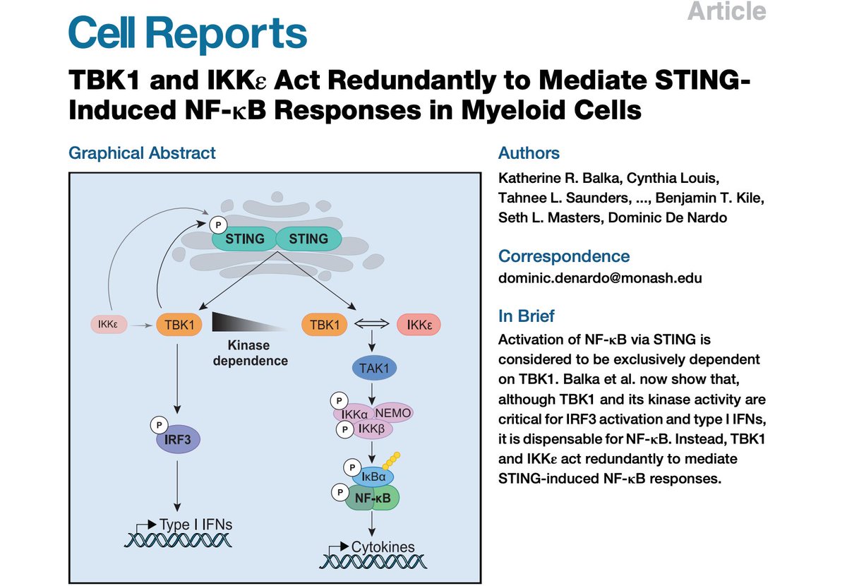 kile_lab's tweet photo. Today out in @CellReports - a piece of work conceived by our group leader @dominicdenardo, and brought together by the hard work of @katebalka our second-year PhD student. A wonderful story, re-defining the signaling downstream of cGAS/STING. https://t.co/39KFVHBvIZ https://t.co/Gd2MYEODVF
