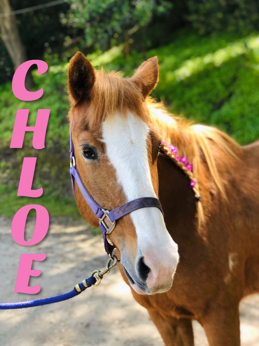 reinsprogram's tweet image. Trail walk... but make it fashion! Sometimes getting loved on mean you get a pretty braid and flowers in your hair. It’s spring after all! 

Support sweet Chloe and the rest of our herd with a donation of any amount today. Every donation truly makes a difference!
