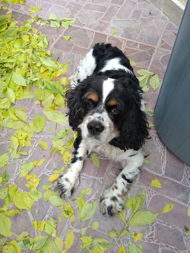 Compilation de las mejores fotos de perritos que he cuidado porque LOS EXTRAÑO