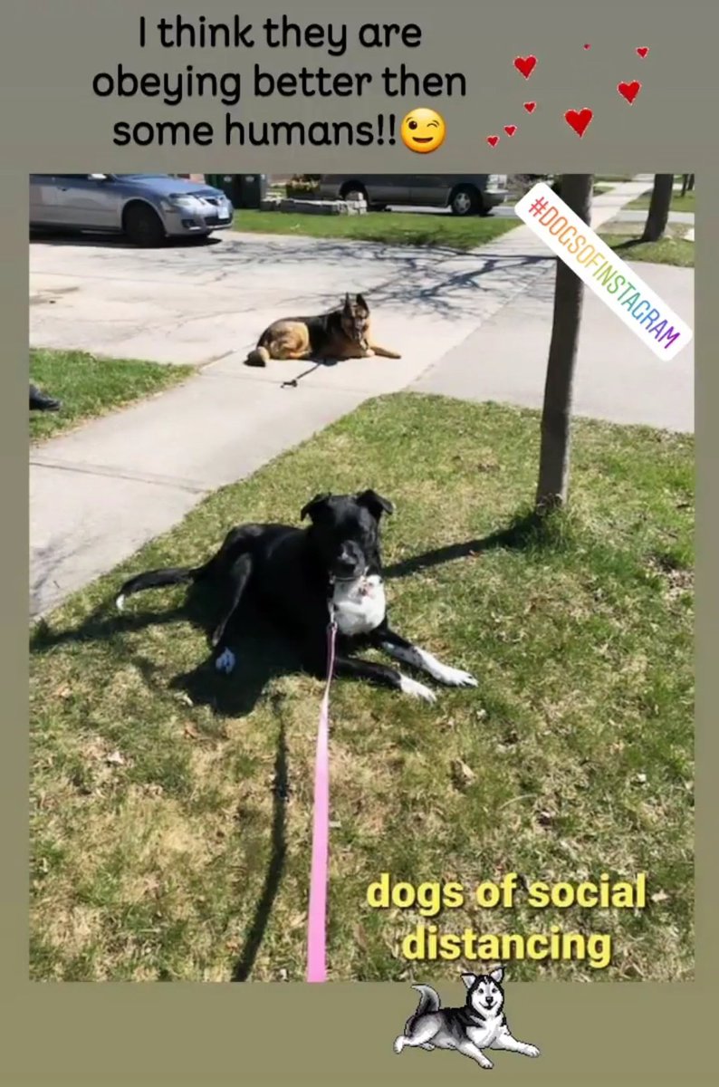 LindaEwing's tweet photo. Out for a walk and playdate.... they are obeying better then some people!! my girl  Zena and her friend are practicing!  #socialdistancing 🐶💕💕😉 #dogsofsocialdistancing 
#COVID19 https://t.co/SSrlEQF1n2
