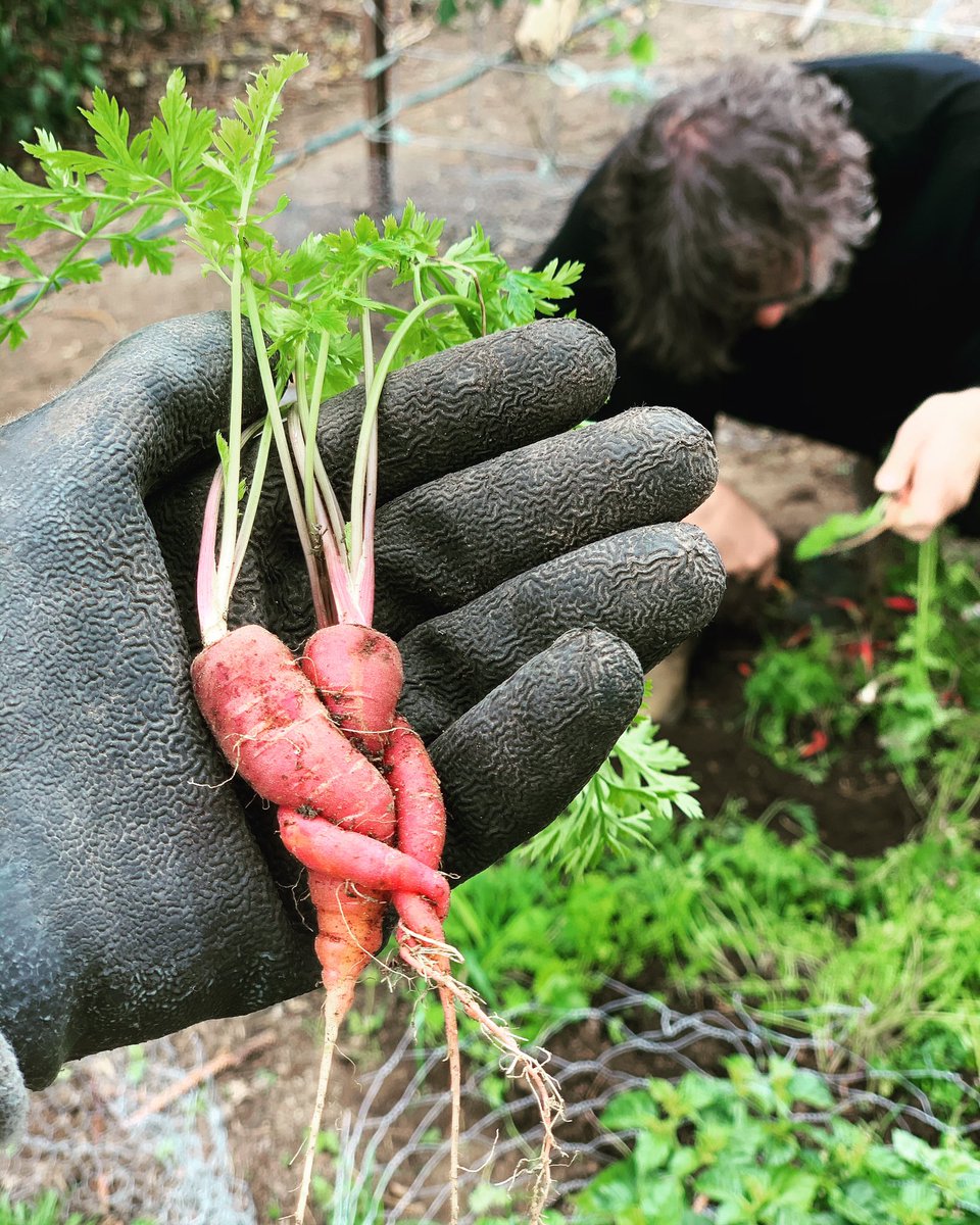 amandapalmer's tweet photo. when you are quarantine-gardening with @neilhimself and a group of entangled young carrots brings a stifled sob to the back of your throat. 

to everybody out there quarantining alone and missing human touch, i am sending you the biggest, tightest, longest heart-hug i can muster. https://t.co/PvzdRqLHm4
