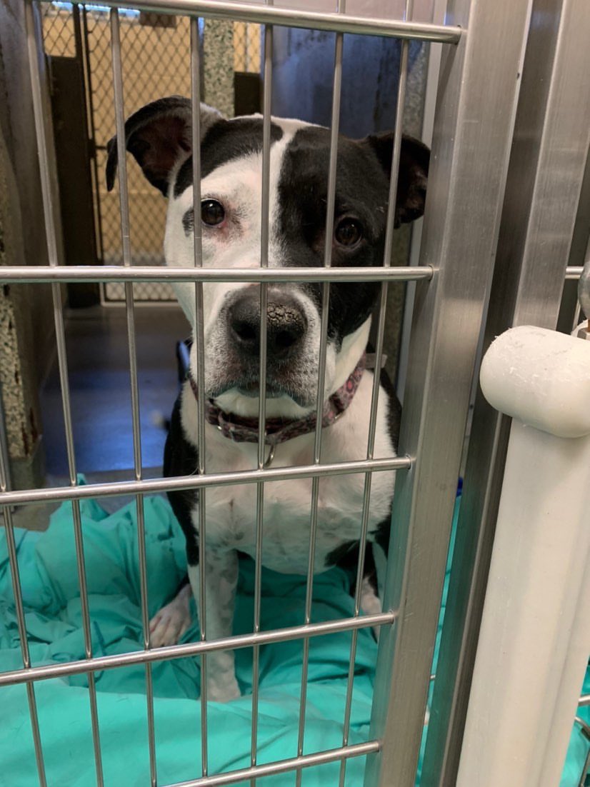 adopt_sunny's tweet photo. I’m in jail for a crime I didn’t commit! Today is day 756 in the shelter.I need a solo pet, kids 17+ home outside of NY. Town of Hempstead Animal Shelter, Wantagh NY 516-785-5220 email adoption@tohmail.org #AdoptDontShop #dogsoftwitter @KeithOlbermann @dog_rates @CuteEmergency https://t.co/NVxv8KiCWn