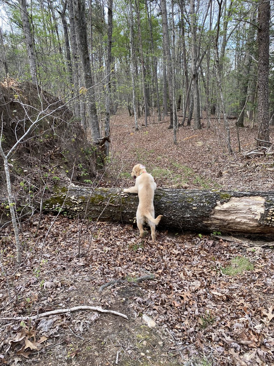 BakerTheGolden1's tweet photo. Mom took me on a long walkie in da woodz. I walked on a really big stick. I’m basically @ShawnJohnson on the balance beam.🐾 https://t.co/eYrcaTD3Yg