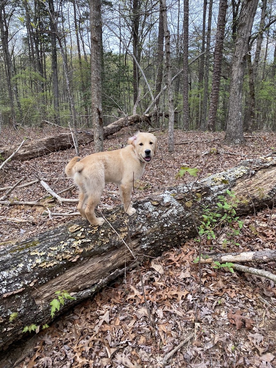 BakerTheGolden1's tweet photo. Mom took me on a long walkie in da woodz. I walked on a really big stick. I’m basically @ShawnJohnson on the balance beam.🐾 https://t.co/eYrcaTD3Yg