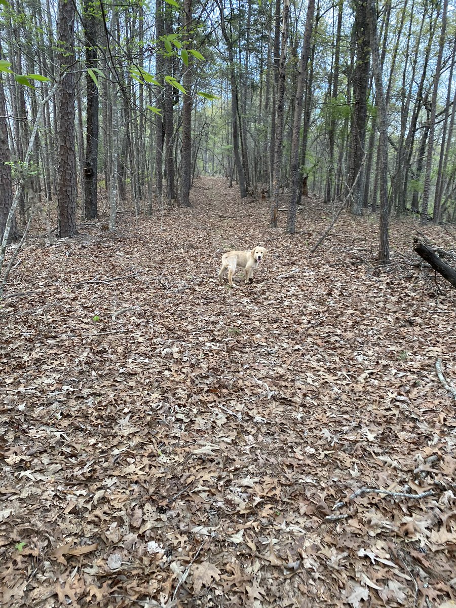 BakerTheGolden1's tweet photo. Mom took me on a long walkie in da woodz. I walked on a really big stick. I’m basically @ShawnJohnson on the balance beam.🐾 https://t.co/eYrcaTD3Yg