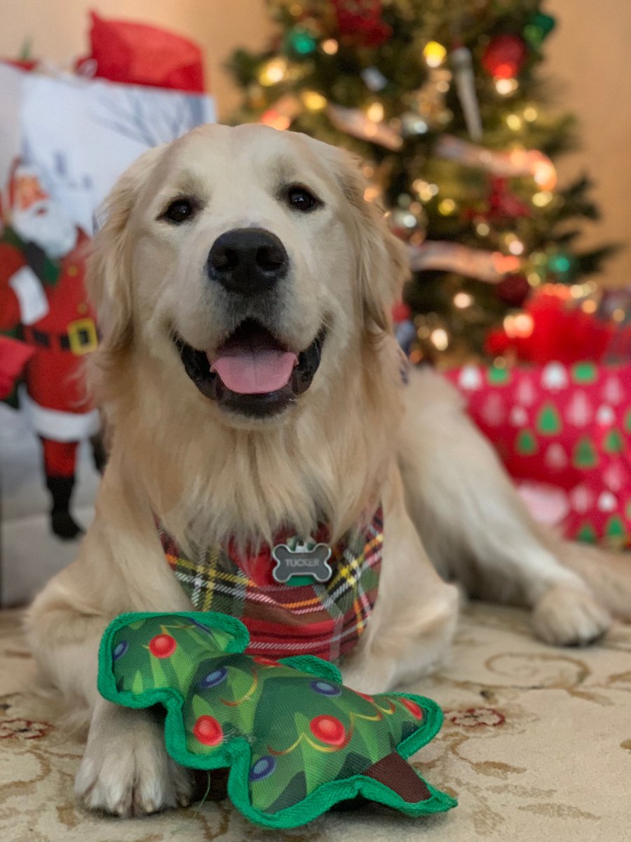 Quade_Robertson's tweet photo. @BrendaChurches Just go ham and get a golden like this guy https://t.co/uYHN4SeZW8