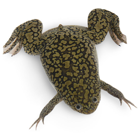 SocDevBio's tweet photo. Xenopus laevis &amp; tropicalis adults are fed 2-3X/wk but tadpoles &amp; froglets need more frequent feeding. Animal care personnel are essential to maintain frog colonies every day. @Xenbase @XenopusNXR https://t.co/ppGhgnrvwC https://t.co/jl93KmaJRs
