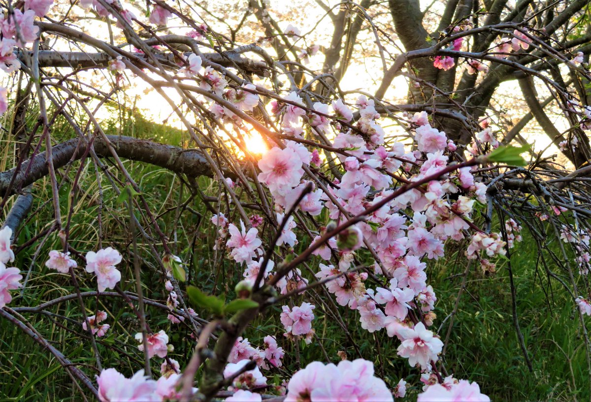 枝垂れ花桃 枝垂れ花桃