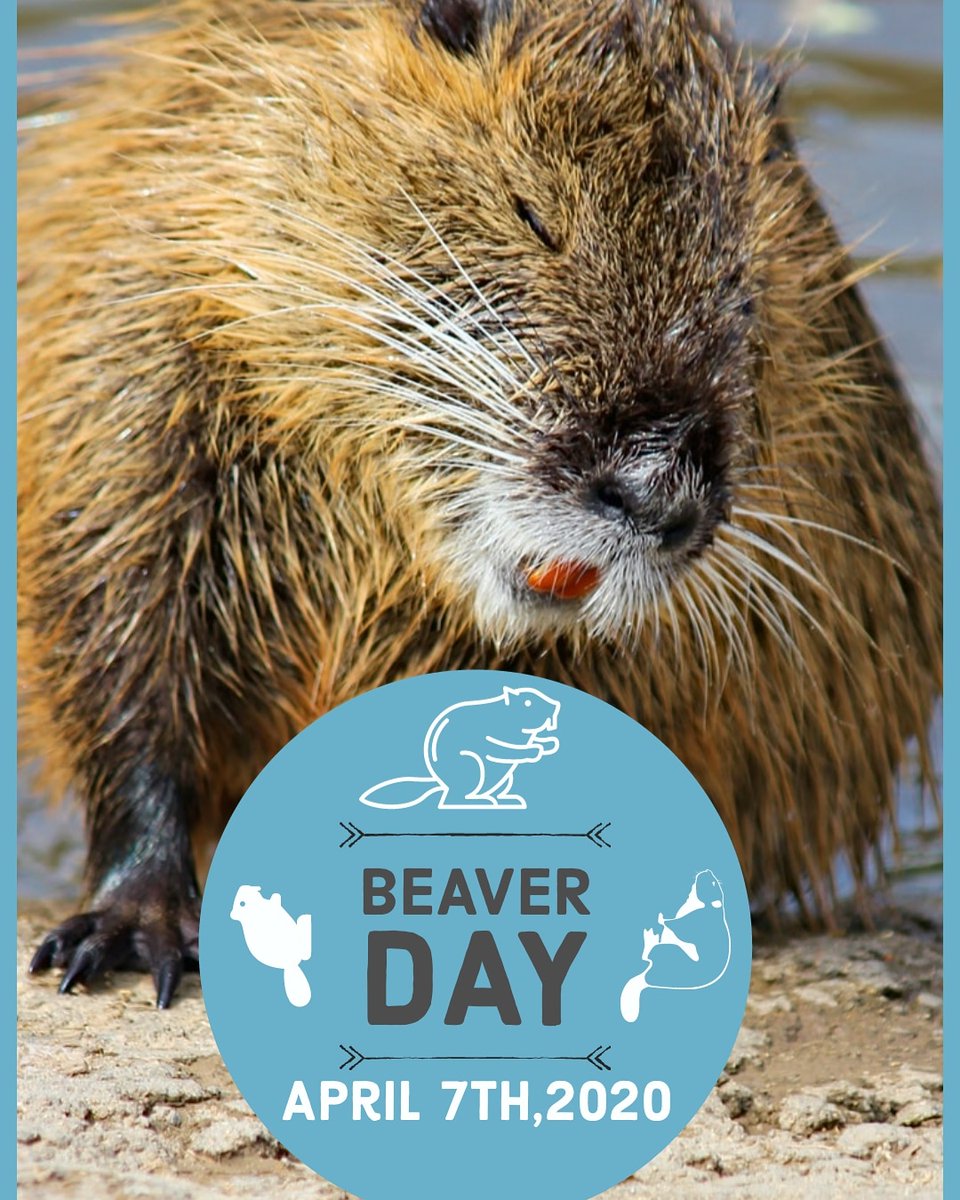 AtaAnimal's tweet photo. #BeaverDay #ataanimal #animaltransportationassociation https://t.co/38S0au4dr8