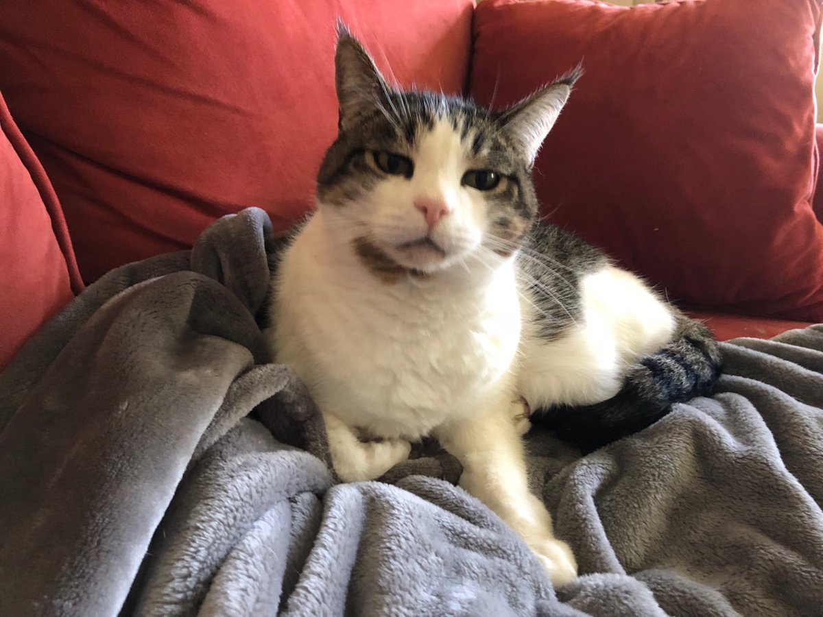 growingupzee's tweet photo. Thank you to everyone who helped me cross 14.000 followers today, and to all my loyal followers.  You make a cat proud!  #CatsOfTwitter https://t.co/HSO8a6wnAB
