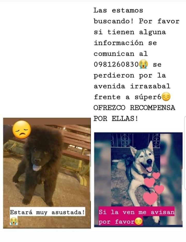 ATENCION ENCARNACIÓN 

SE BUSCA 

RT por favor