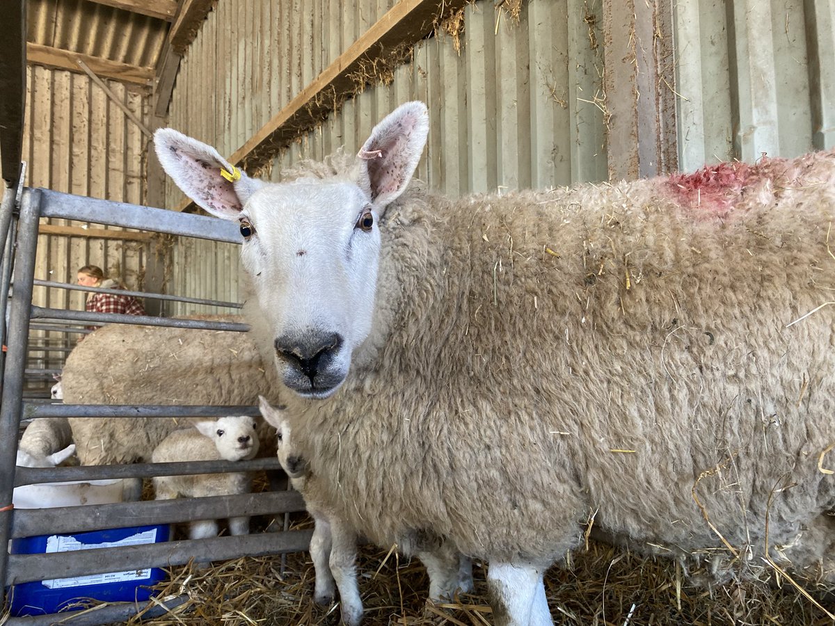 athomas1519's tweet photo. #lambing2020 @coleggwent https://t.co/9RYcxHEItw