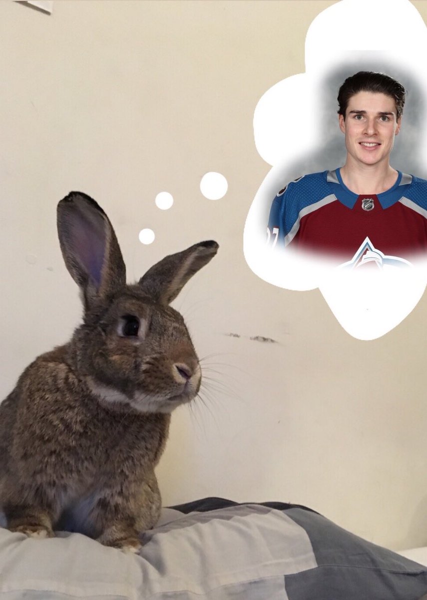 dimashovv's tweet photo. @Avalanche a bunny after my own heart. i, too, am always thinking about ryan #AvsSpiritWeek #GoAvsGo https://t.co/Mk37pN4EJq