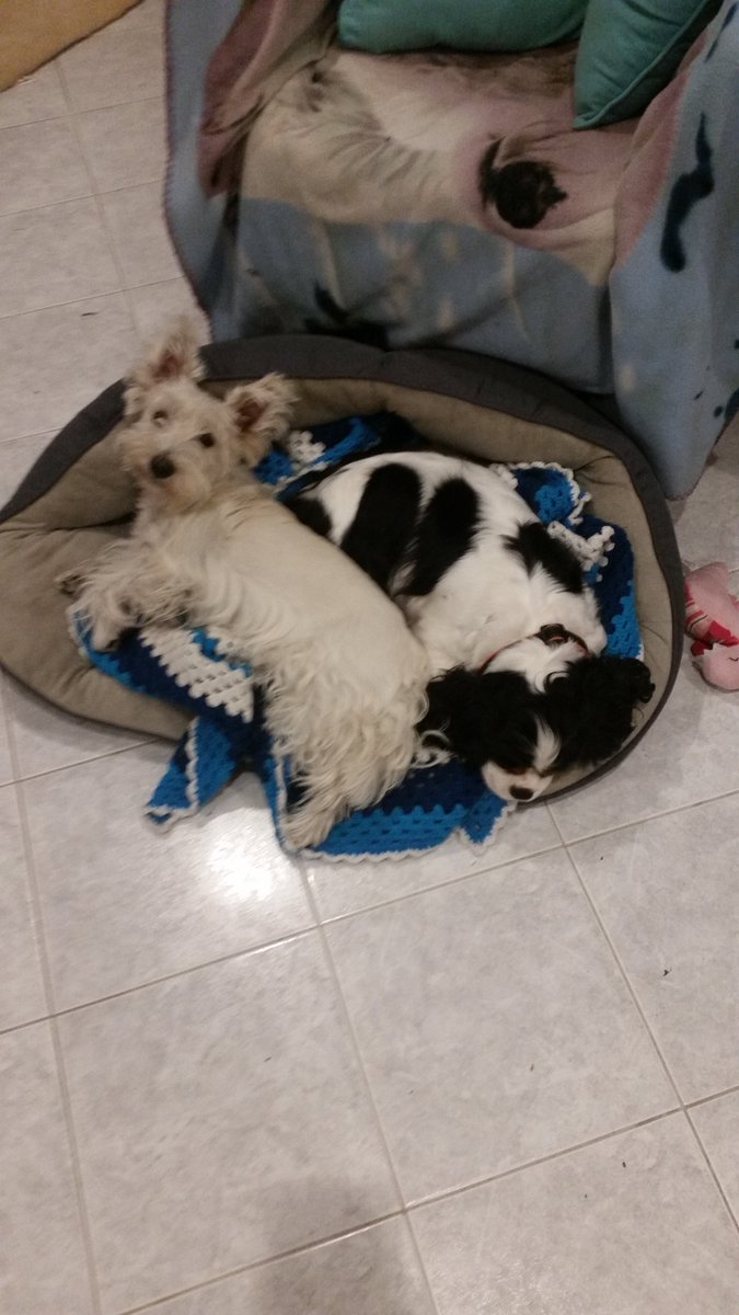 echo_cavalier's tweet image. We pity our humans who have to keep 6ft apart!