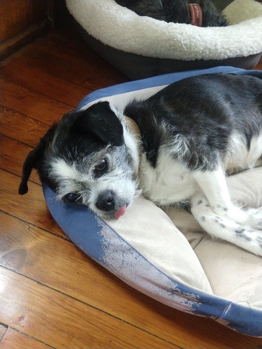 Day 24: now that we're all here 24/7, I'm realizing just how often the dog sleeps with her eyes open.