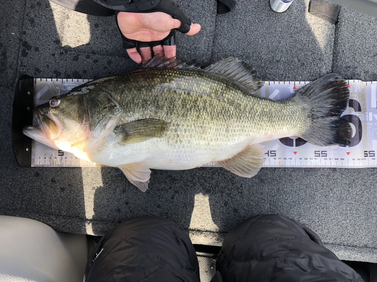 LevelUdon's tweet image. 2020/04/07釣果
前回の琵琶湖釣行リベンジ大成功‼️
60㎝4360g/#ヴィローラ4インチ #ボトスト
40後半/#フルスイング3.5インチ #アラバマ
55㎝2700g/#ブルスホッグ #チェリーリグ 
#琵琶湖 
#RAIDJAPAN 
#DAIWA