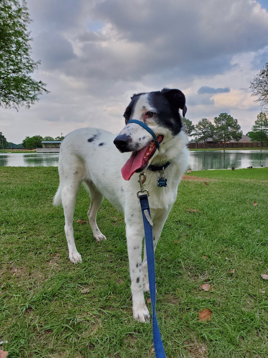 This is Hank. Hank likes to go for a walk. Hank supported the KISD 30 days of kindness challenge. #KatyStrong #KatyCommUNITY #deepkindness