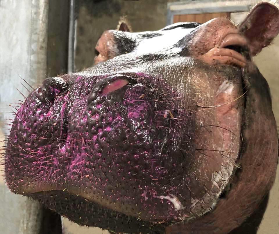 Cincinnati Zoo tweet media