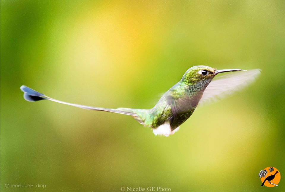 PenelopeBirding's tweet photo. The incredible #hummingbird Booted Racket-tail inhabits (Ocreatus underwoodii) the Andean mountains from 1200-2600masl. This one presents sexual dimorphism, which means that there are differences that allow you to recognize the male and female.
#HummingbirdWeek https://t.co/vHDw9Z11k6