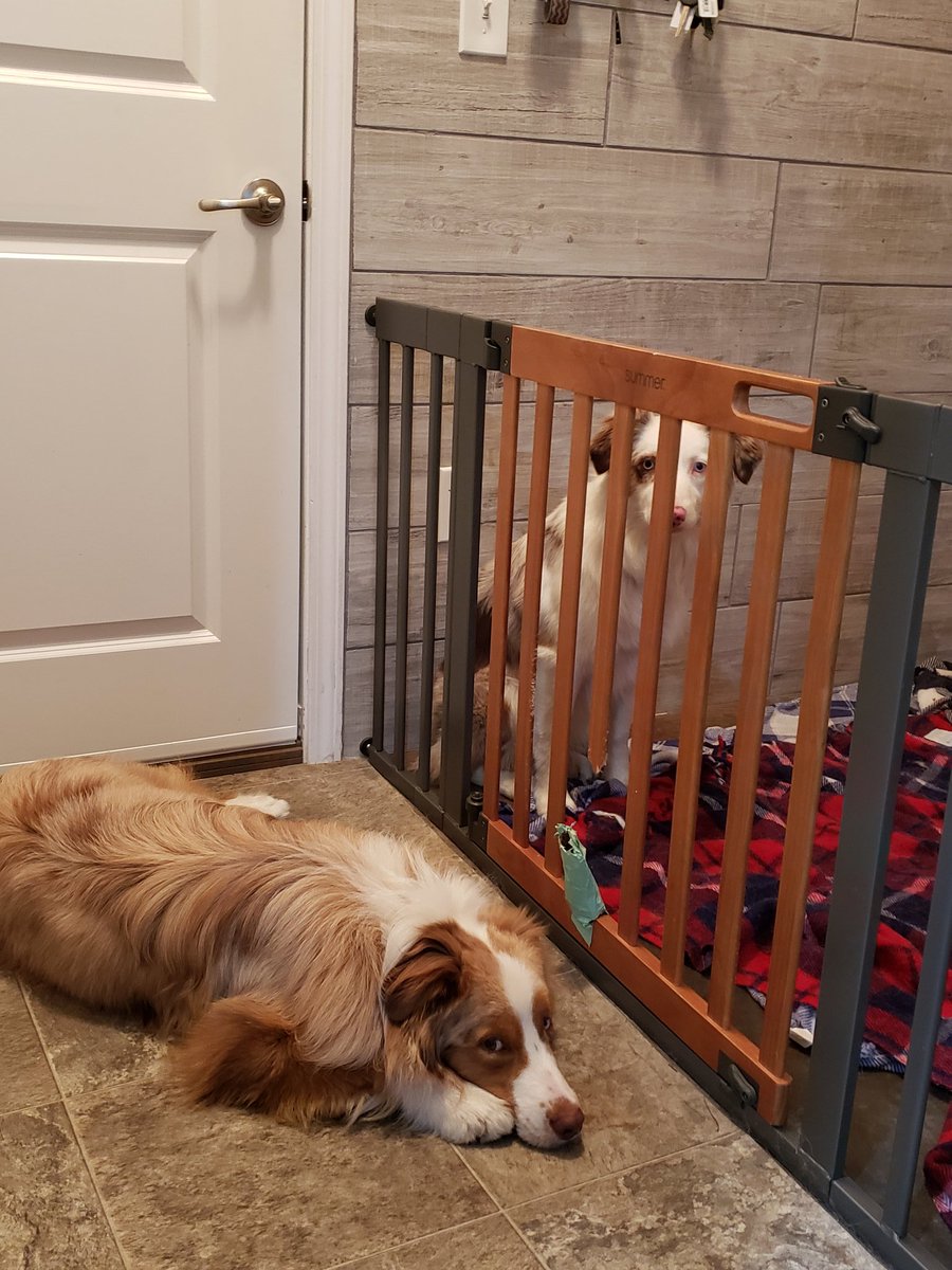 turtlebrimom's tweet photo. When your sister is in timeout, you keep her company. #australianshepherd @aussiesdointhgs https://t.co/Fu0INOZcV3
