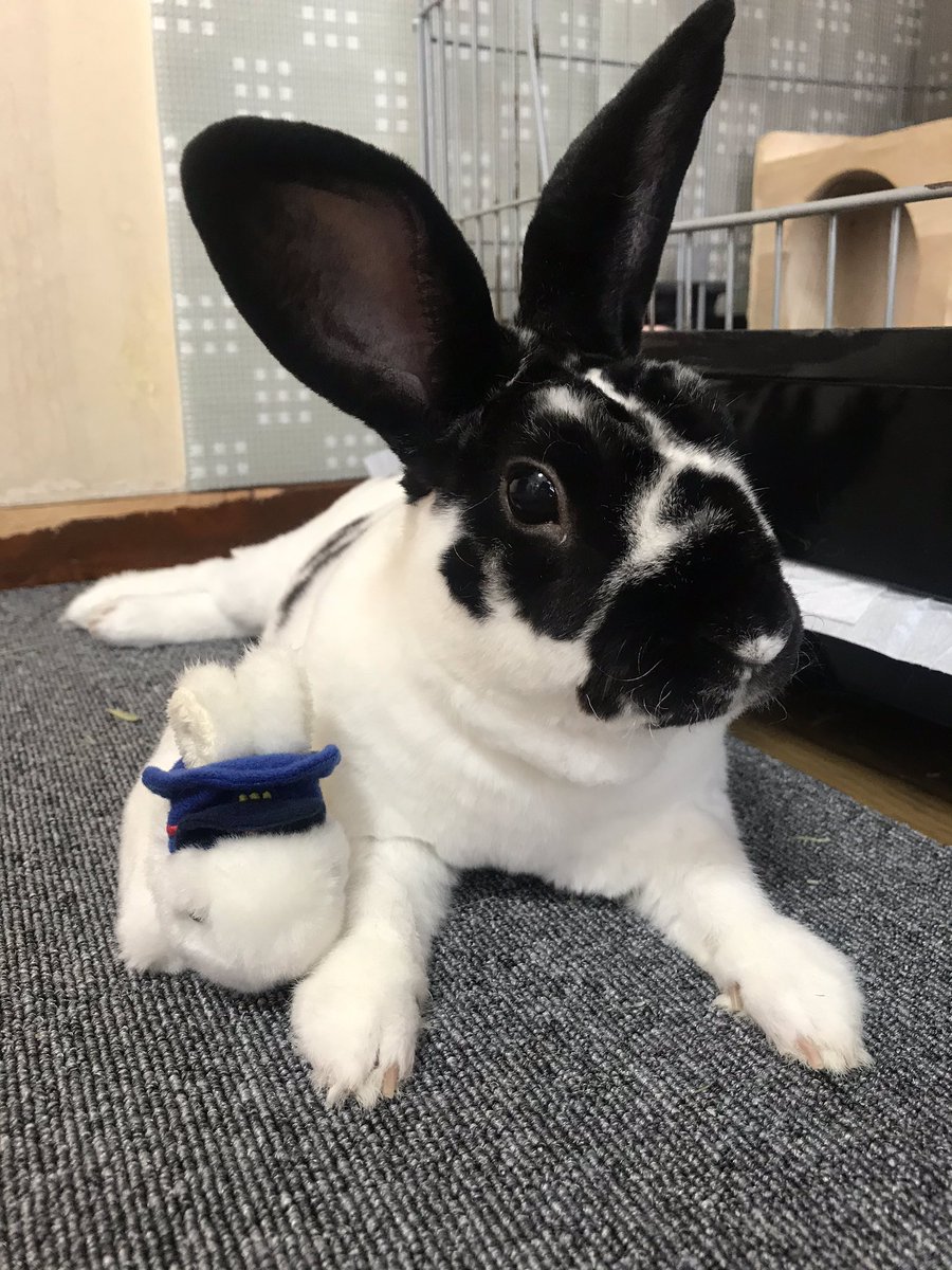 myrmama3877's tweet photo. おうちの中をパトロールしてきて
おつかれむった🐰です😊 https://t.co/kNunPz2Mn6