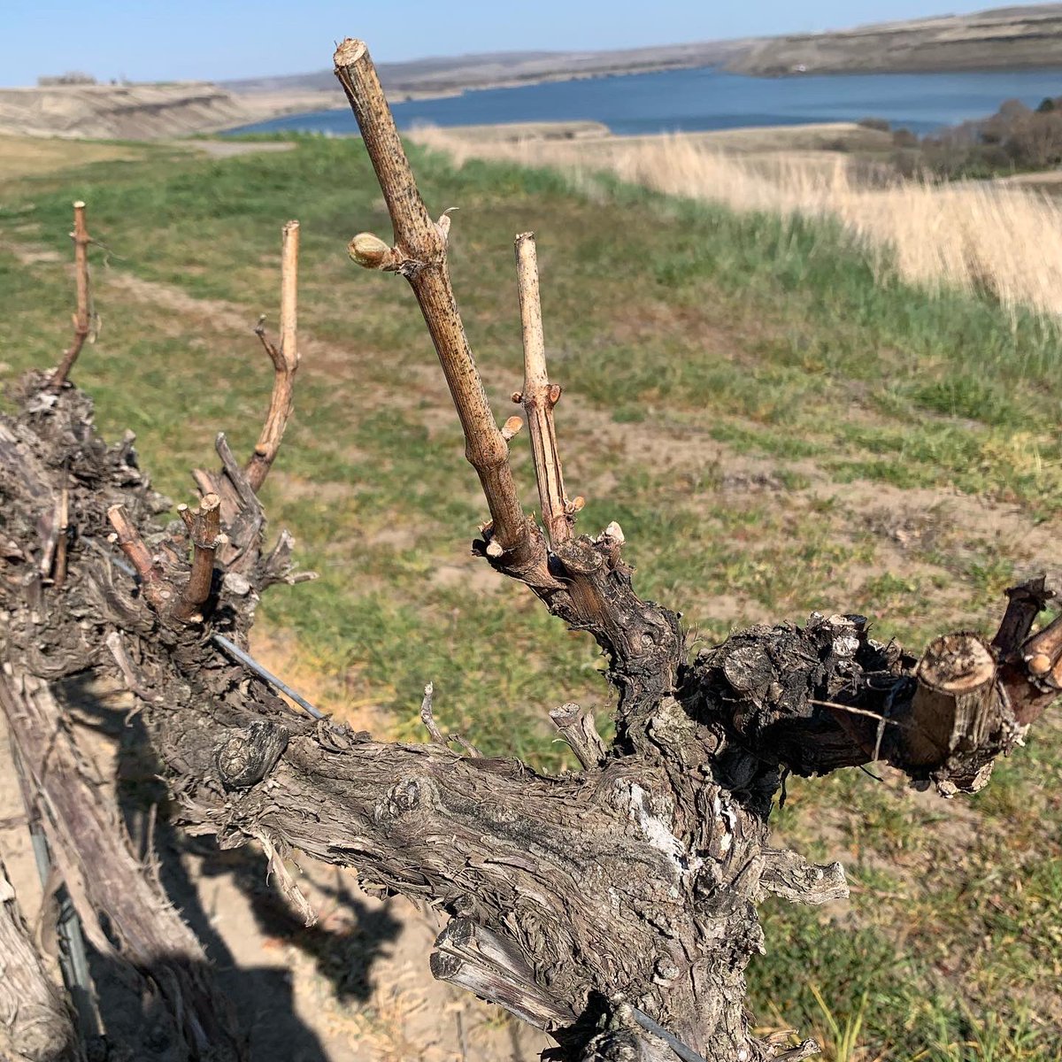 gordonwines's tweet photo. Today #HappyHourAtHome is all about celebrating spring and the first signs of bud break in our Chardonnay! This is Block 17 which is where we grow our Reserve Chardonnay, so I figured why not celebrate with the 2017 vintage?
#wawine #gordonwines #estategrown #chardonnay #budbreak https://t.co/ZfNSFCRbMi
